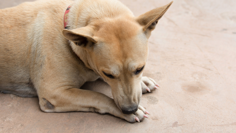 Veterinário explica que lambedura pode ser sinal de dor, estresse ou problemas de saúde. - Tevarak / istock