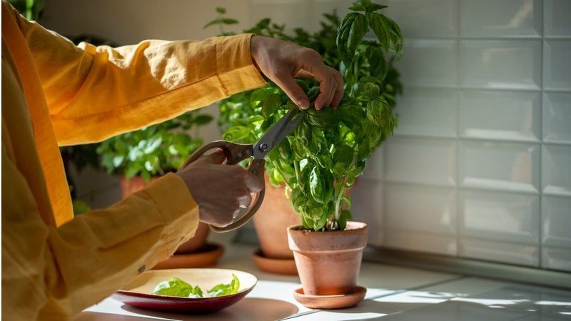 O manjericão é uma erva muito utilizada para temperar iguarias culinárias. - Dima Berlin / iStock