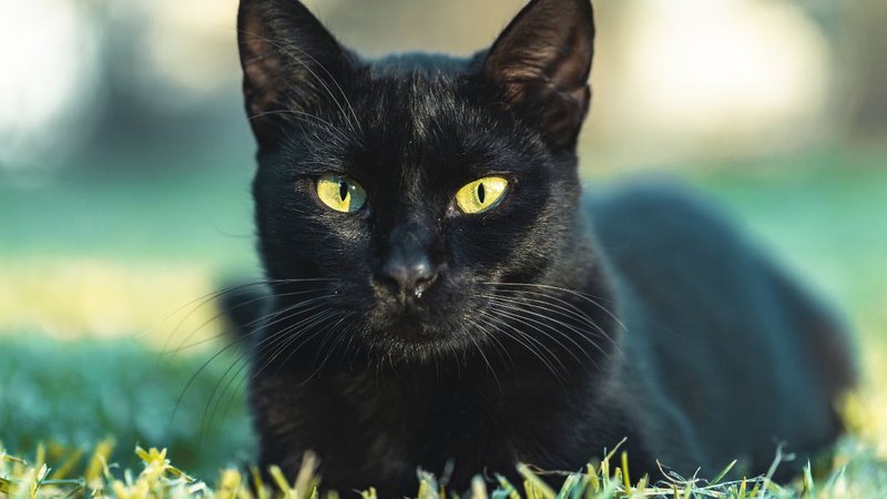 Vale lembrar que os gatos pretos não trazem azar, e merecem ser bem cuidados! - Freepik