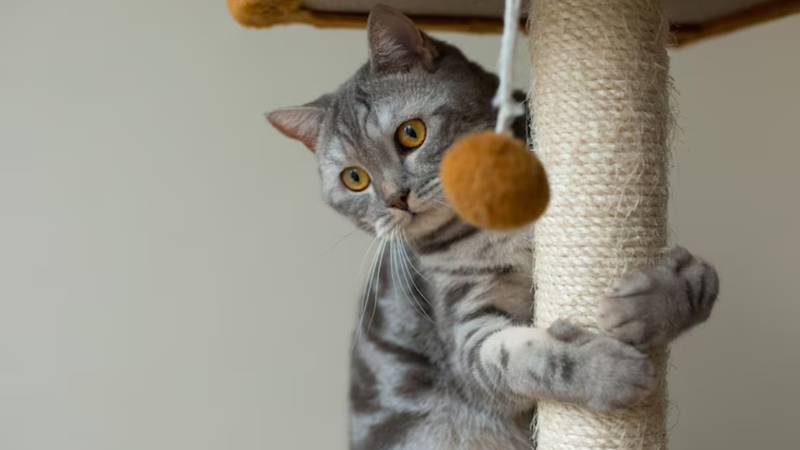 Educar o seu gato de forma apropriada é fundamental. - Reprodução / Freepik