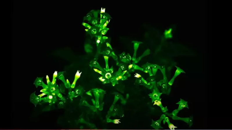 Essas plantas de aparência peculiar podem proporcionar visual único para sua casa. - Reprodução / Divulgação / Light Bio