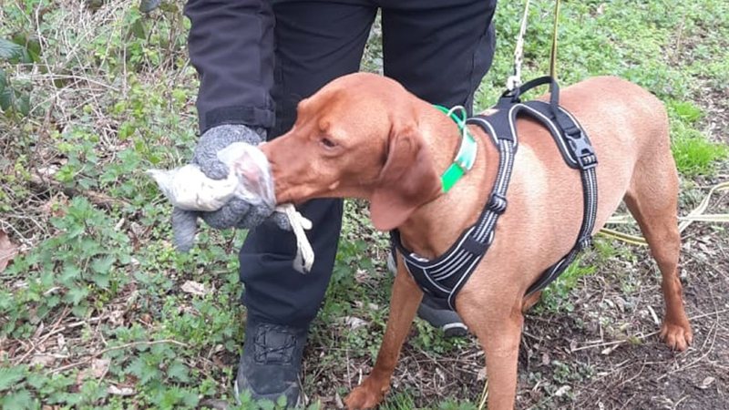 Além dos cães, têm ainda outras ferramentas para localizar o mascote. - Reprodução/Busca.Pet
