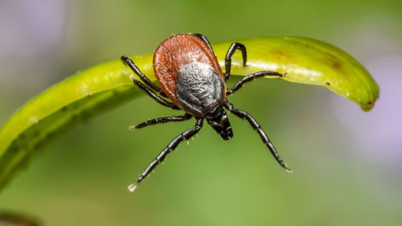 Esse parasita é responsável por transmitir doenças perigosas para a saúde humana. - Reprodução / Freepik