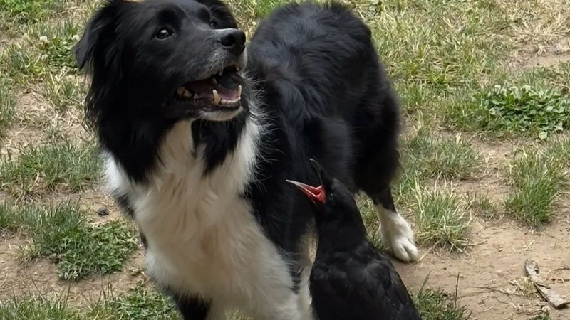 Cachorro e corvo