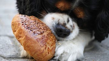 Cachorro comendo pão