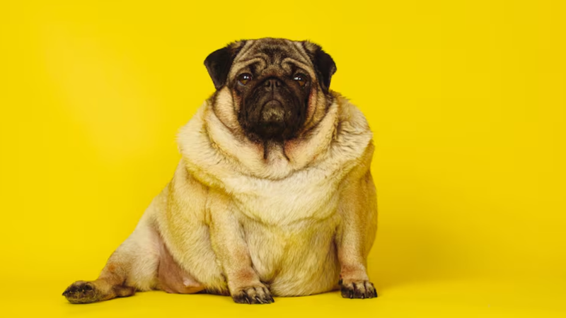 O sobrepeso pode ser um grande vilão para a saúde dos pets. - Reprodução / Freepik