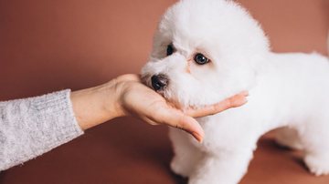 Os cães peludos precisam de cuidados especiais! - Freepik