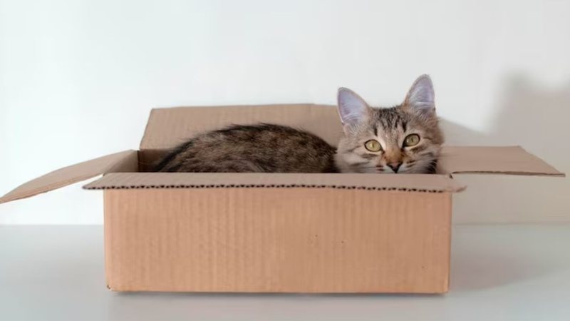 Os felinos não resistem quando veem caixas e a ciência explica o motivo desse fascínio. - Reprodução / Freepik