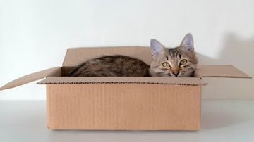 Os felinos não resistem quando veem caixas e a ciência explica o motivo desse fascínio. - Reprodução / Freepik