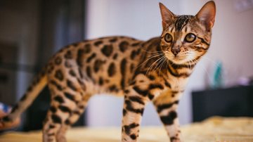 Mesmo com a aparência "selvagem", esses gatos são muito dóceis. - Freepik