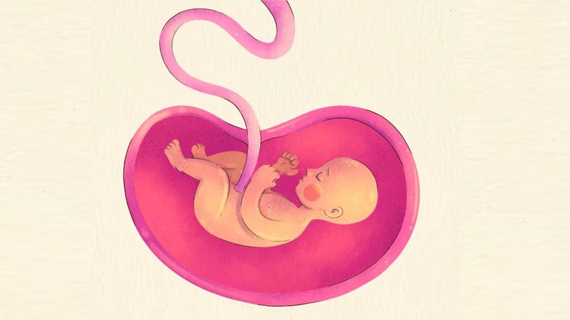 representação de bebe e cordão umbilical