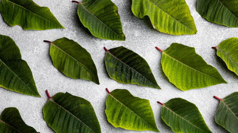 folhas de guaco dispostas sob fundo branco.