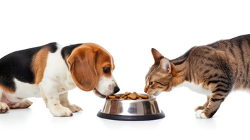 cachorro e gato dividindo comida no mesmo pote de ração