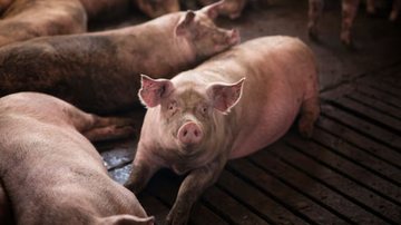 imagem de porco deitado