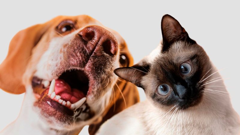 câncer em cães e gatos