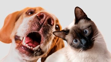 câncer em cães e gatos