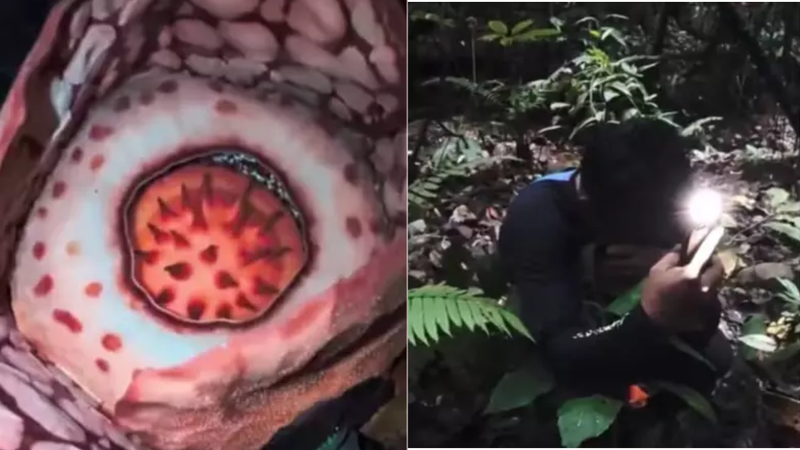Flor com pétalas gigantes ao lado do pesquisador responsável por tê-la encontrado