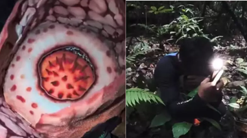 Flor com pétalas gigantes ao lado do pesquisador responsável por tê-la encontrado