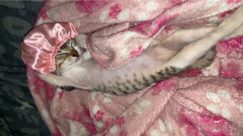 gatinha dormindo com  touca rosa em sua cabeça