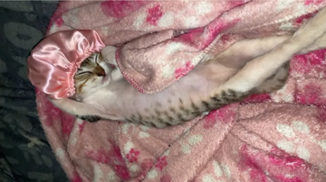 gatinha dormindo com  touca rosa em sua cabeça