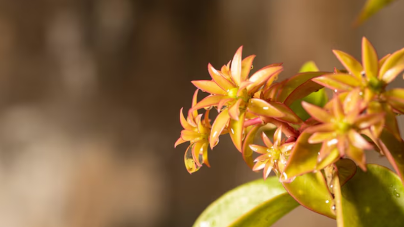 Flores de Ora-pro-nóbis sob fundo verde e desfocado.