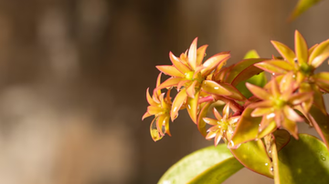 Flores de Ora-pro-nóbis sob fundo verde e desfocado.