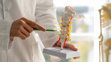 Profissional da saúde segurando maquete simulando óssos.