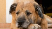cachorro em depressão