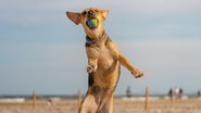 cachorro na praia