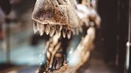 Fóssil de dinossauro com boca aberta.