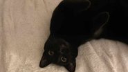 Fern, uma gata preta burrinha