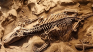 Fóssil de dinossauro.