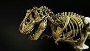 fóssil de t-rex.