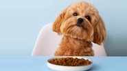 alimentação cachorro