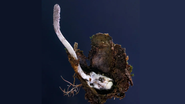 fungo zumbi achado em floresta brasileira.