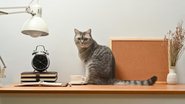 Gato em ambiente de trabalho.