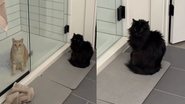 gatos em situação inusitada.