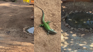 animais em terreno