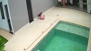 Cachorra correndo em direção a sua caminha.
