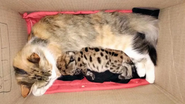 gata e filhote de puma