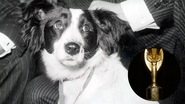 cão e taça da copa do mundo