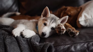 cachorro deitado
