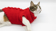 gato com roupa de frio