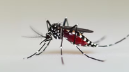 mosquito