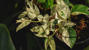planta