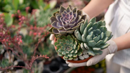 plantas