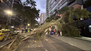 árvore caída sobre rua durante ventania no Rio de Janeiro