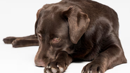 Cachorro deitado, com olhar pesaroso, sob fundo branco.