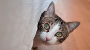 gato se escondendo debaixo da cama e com expressão assustada.