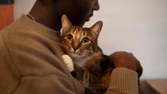 felino no colo do seu tutor humano.
